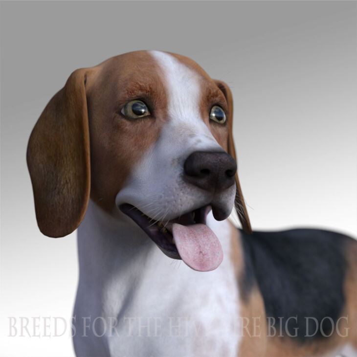 Breeds for the HW Dog – Beagle_DAZ3DDL