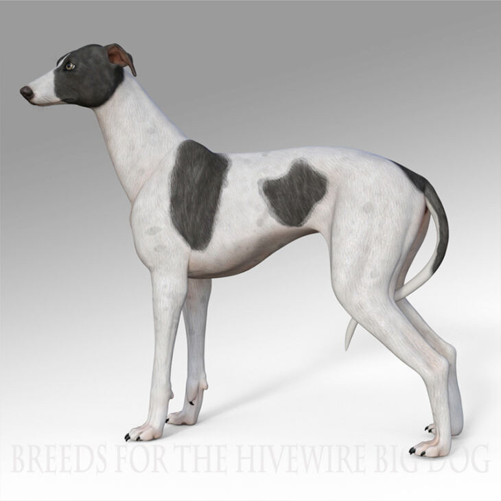 Breeds for the HW Dog – Greyhound_DAZ3DDL