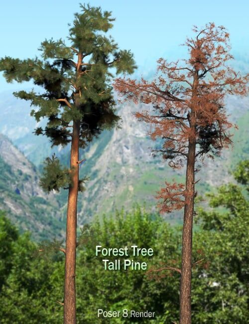 Forest Tree – Tall Pine_DAZ3D下载站
