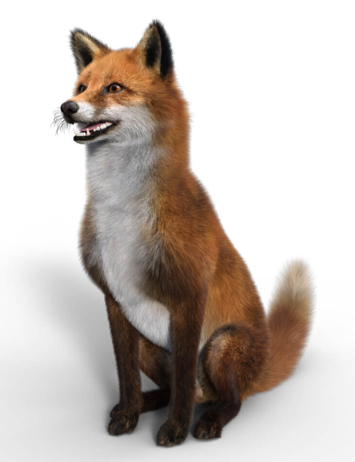 Fox for Dog Nubis_DAZ3D下载站