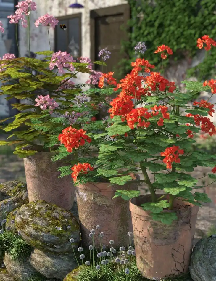 Pelargonium Plants for Daz Studio_DAZ3D下载站