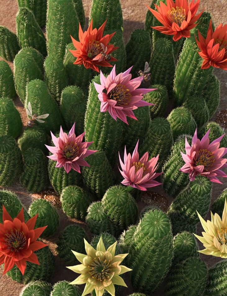Peanut Cactus – Flowering Cacti_DAZ3D下载站