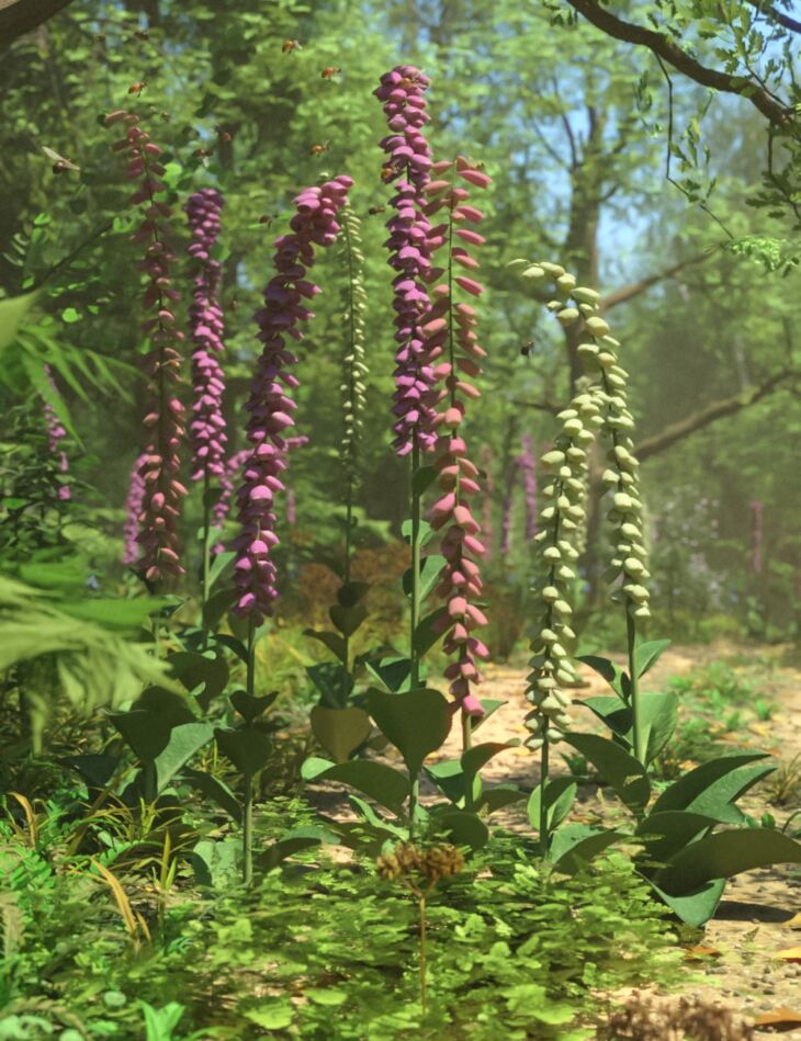 Foxglove Plants – Wild Flowers for Daz Studio_DAZ3D下载站