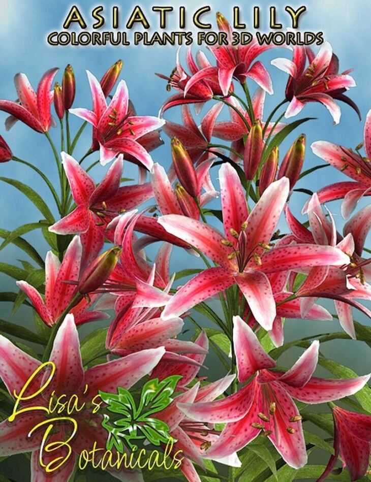 Lisa’s Botanicals – Asiatic Lily_DAZ3DDL