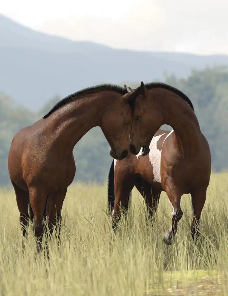 Horse Duet Poses for DAZ Horse 3_DAZ3DDL