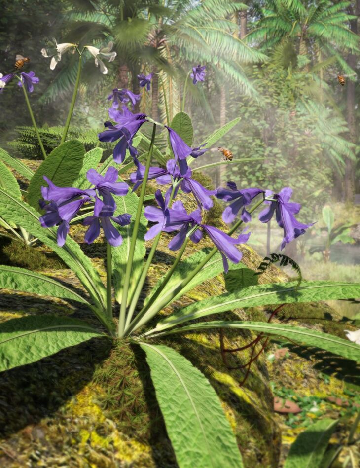 Cape Primrose – Tropical Streptocarpus Plants for Daz Studio_DAZ3D下载站