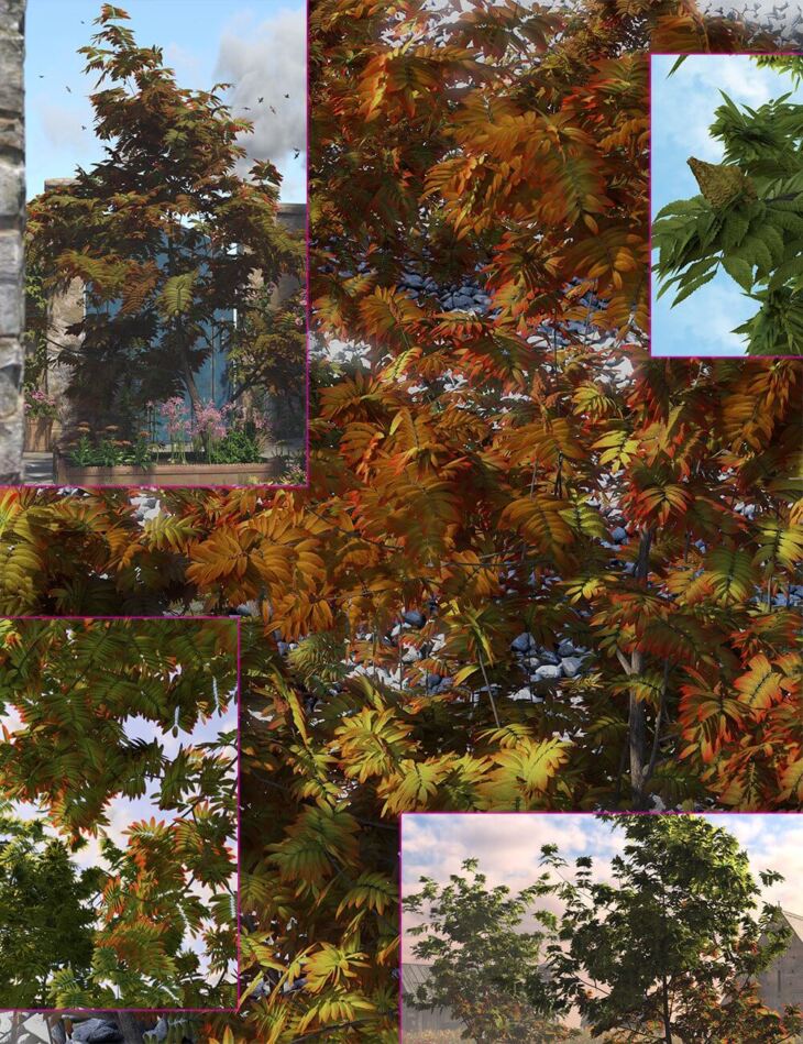 Prairie Shrubs and Trees – Sumac_DAZ3D下载站