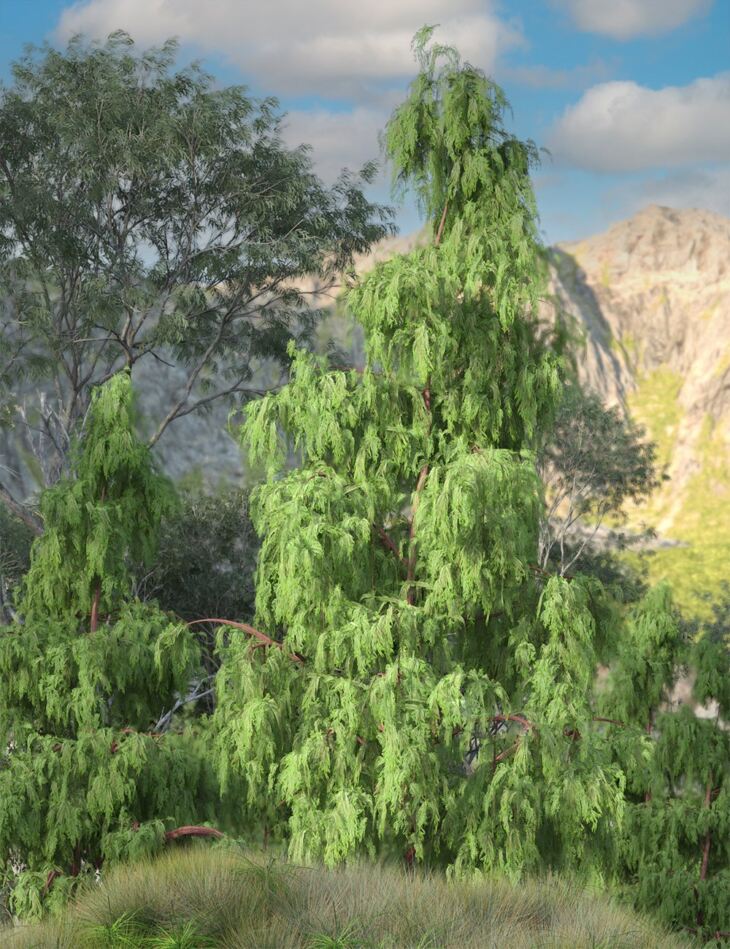 Kashmir Cypress Trees for Daz Studio_DAZ3D下载站