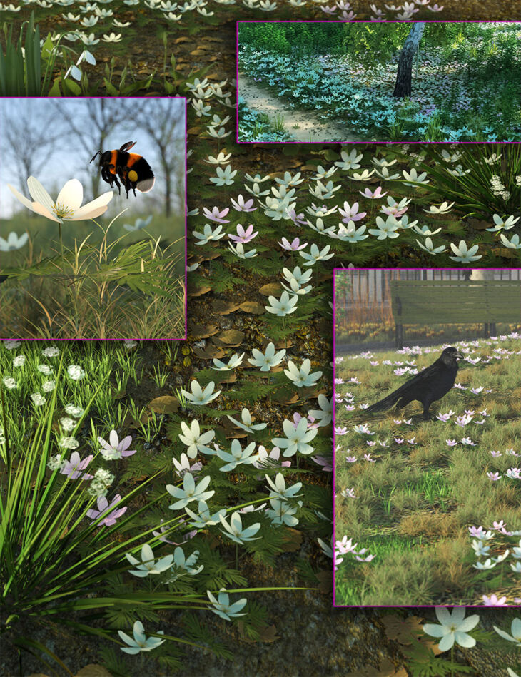 Spring Flowers – Wood Anenome_DAZ3DDL