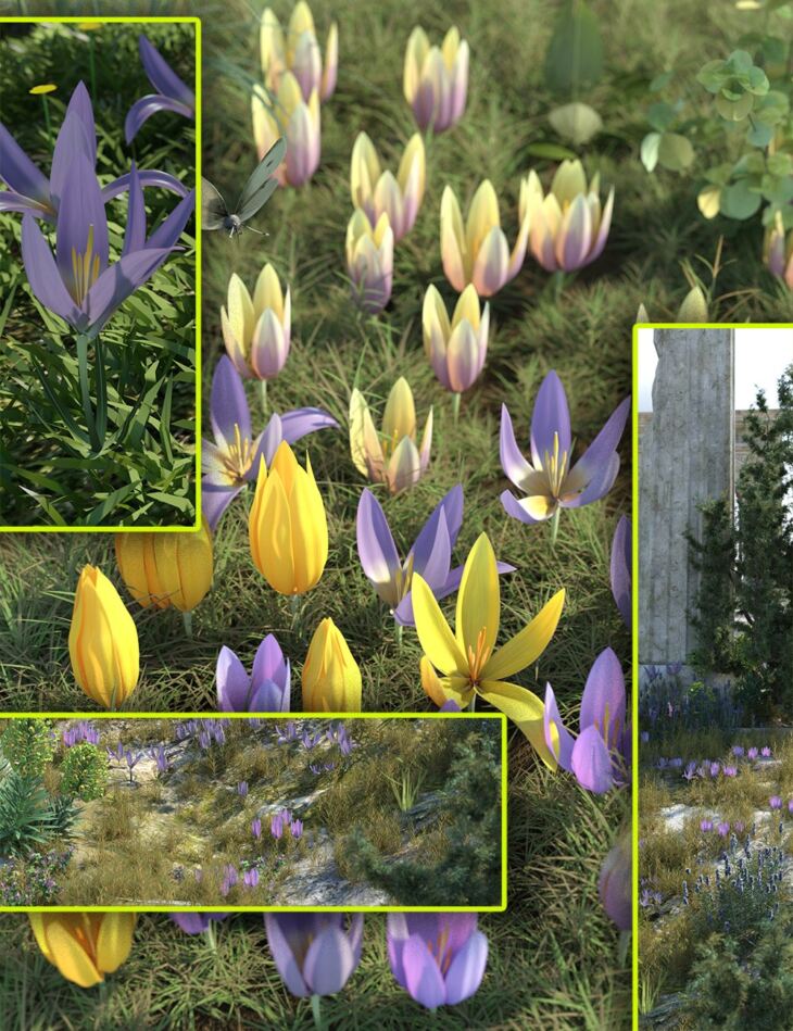 Crocus Plants – Spring Flowers_DAZ3D下载站