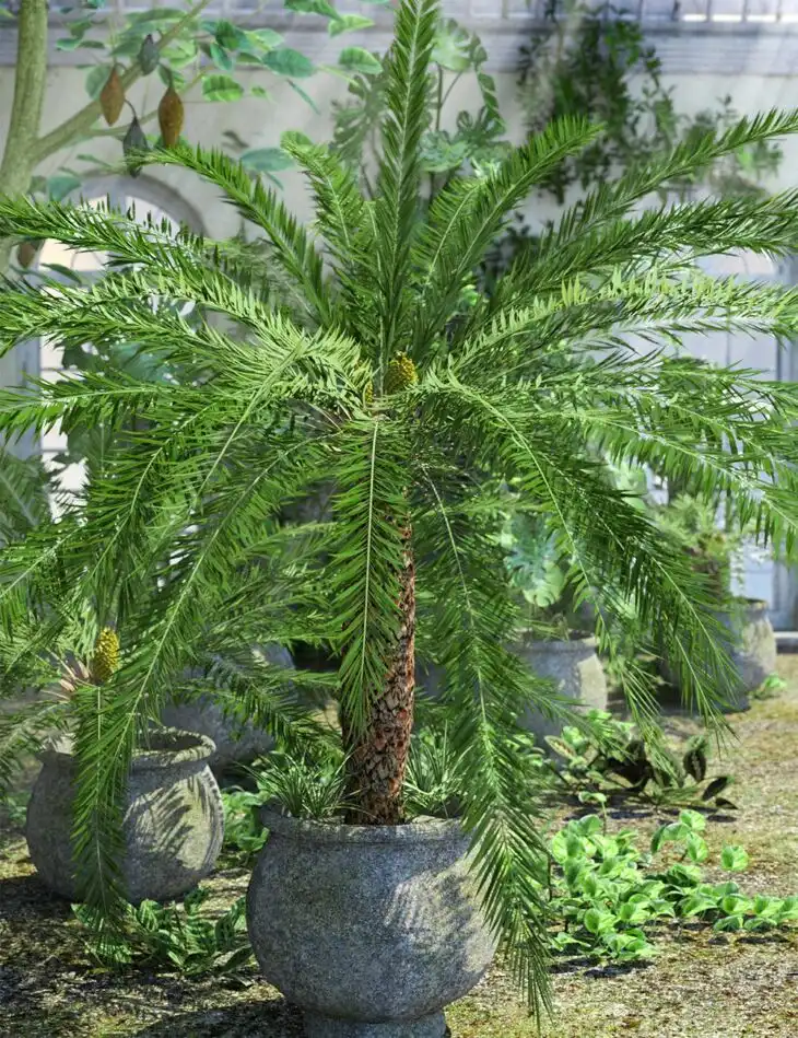 Cycads – Ancient Plants for Daz Studio_DAZ3DDL