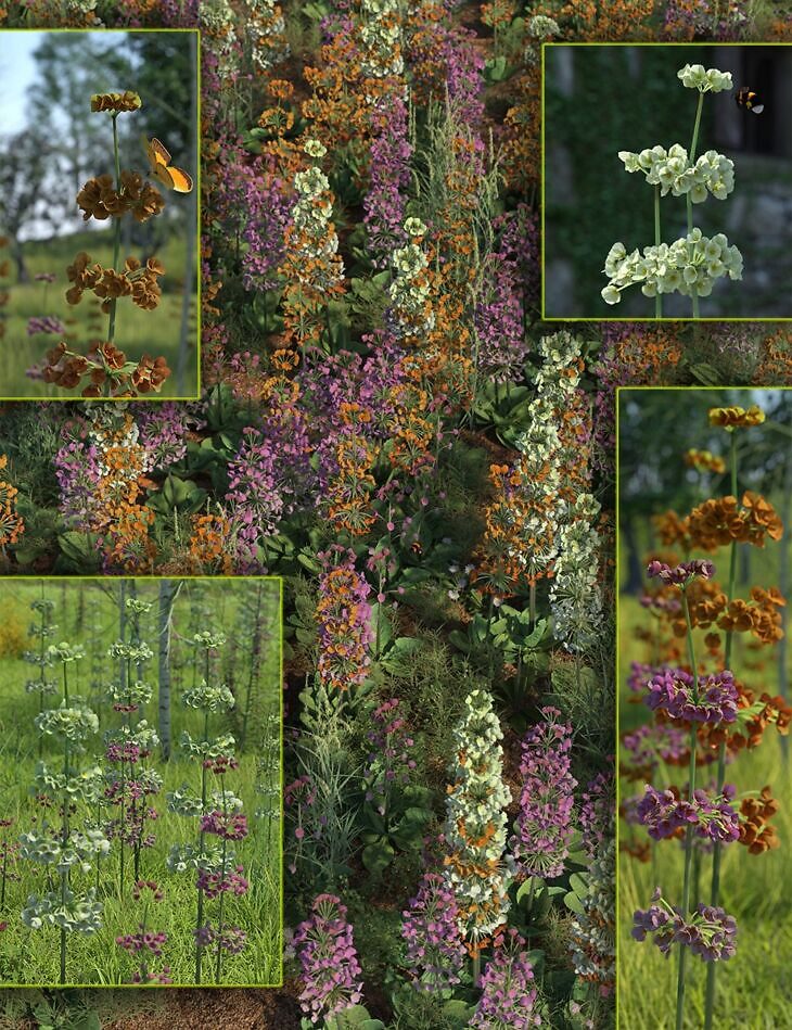Candelabra Primula Flowers and Plants_DAZ3DDL