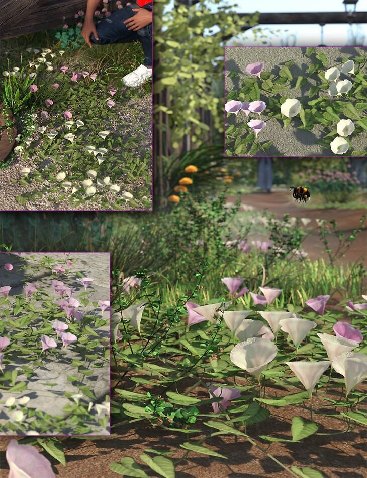 Ground Bindweed – LR Flowering Plants_DAZ3DDL