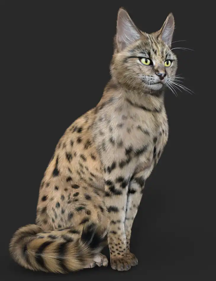 Savannah for Cat Zeus_DAZ3DDL