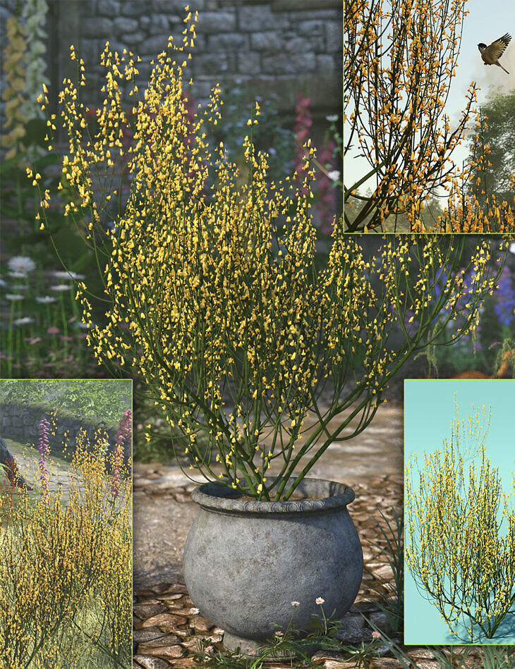 Flowering Broom (Cytisus) Bushes_DAZ3DDL