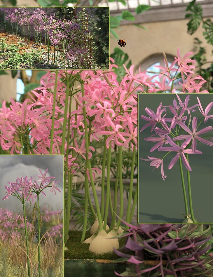 Flowering Nerine Plants_DAZ3D下载站