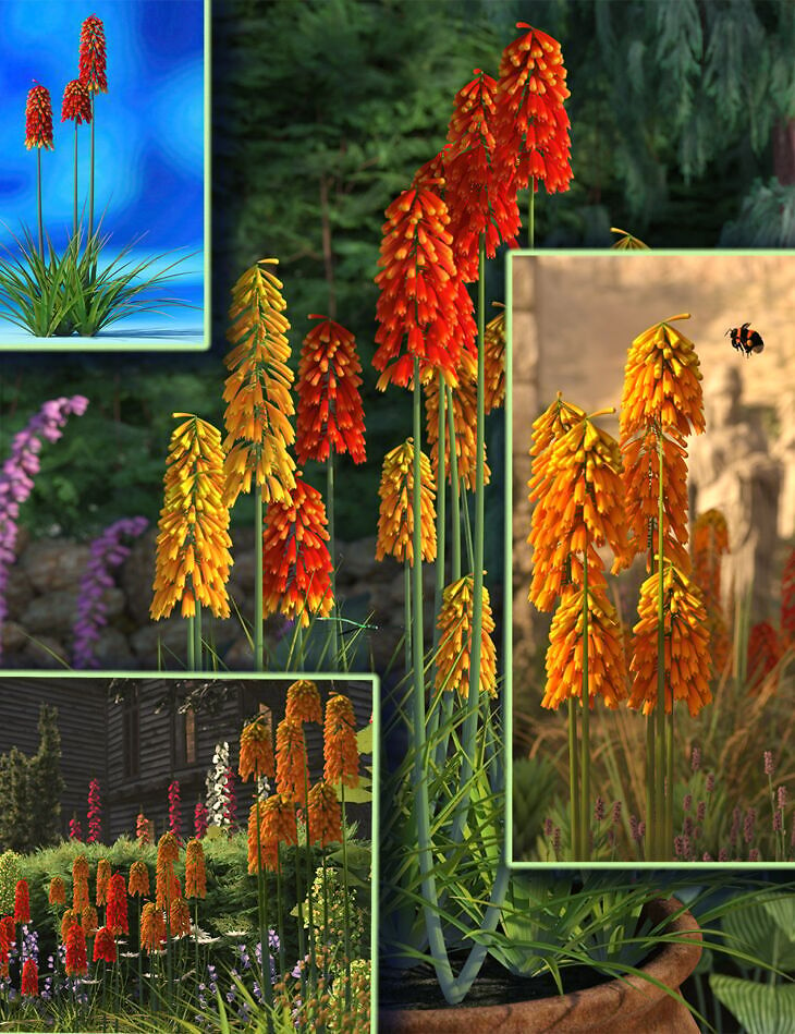 Kniphofia Plants – Red Hot Poker Flowers_DAZ3DDL