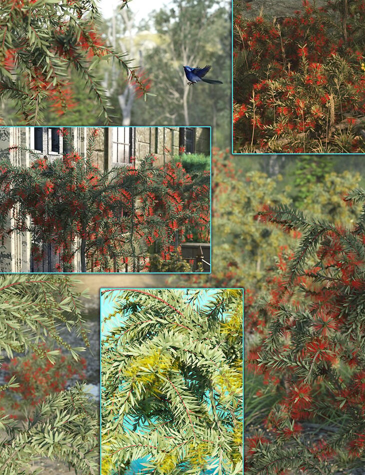 Australian Bottle Brush Bushes_DAZ3DDL