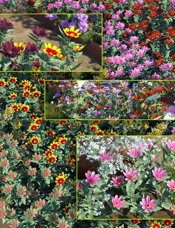 Cottage Garden Flowers – Zinnia_DAZ3DDL