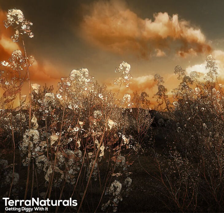 TerraNaturals Volume 1 – Desert_DAZ3DDL