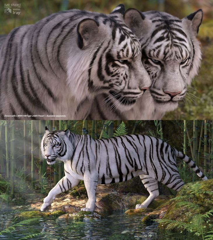 CWRW White Tigers_DAZ3D下载站