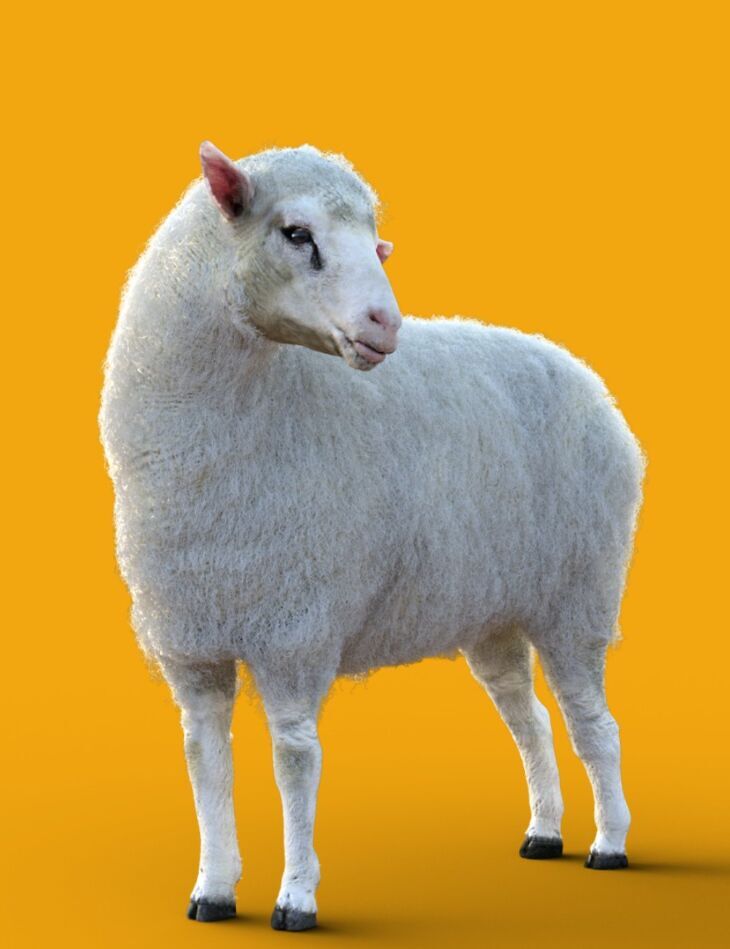 DA Sheep for Daz Horse 3_DAZ3DDL