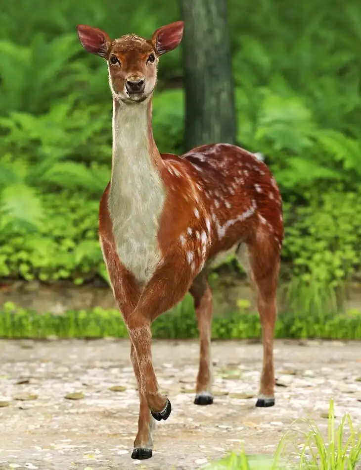 Deer Me Poses for DA Deer_DAZ3D下载站